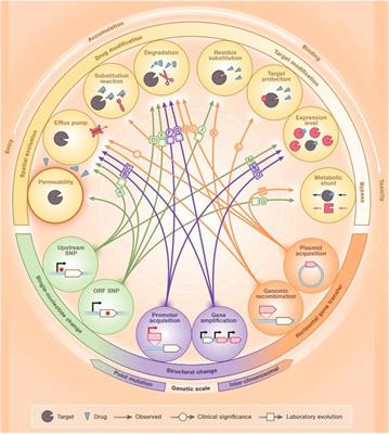 Emerging roles of bacteriophage-based therapeutics in combating antibiotic resistance